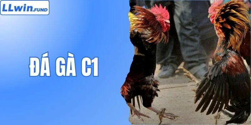 Đá Gà C1 LLWIN- Nơi Những Chiến Kê Triệu Đô Hội Tụ